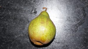 A pear harvested this week.