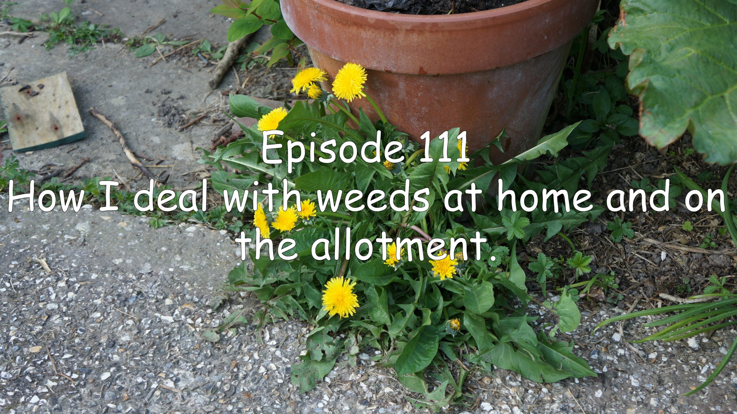 Episode 111. How i deal with weeds at home and on the allotment. The