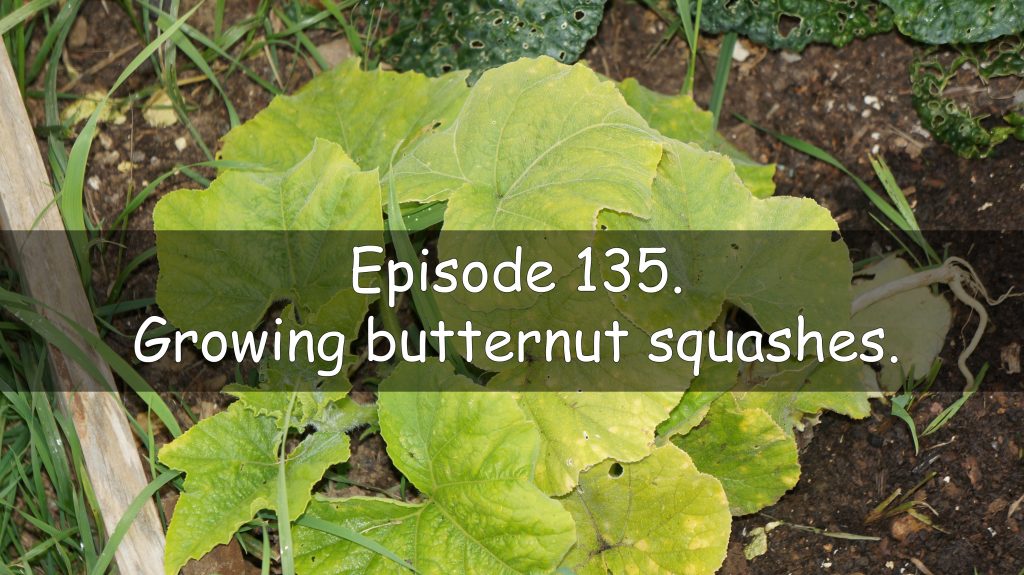 In episode 135 of the veg grower podcast I discuss growing butternut squash.