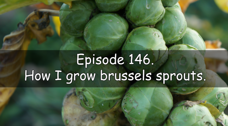 Join me in episode 146 of the veg grower podcast. This week I discuss how I grow Brussels sprouts.