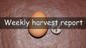 A weekly report on what has been harvested this week.