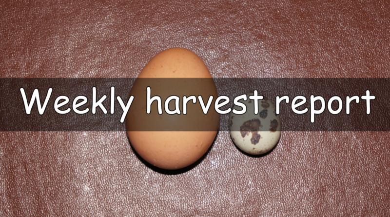 A weekly report on what has been harvested this week.