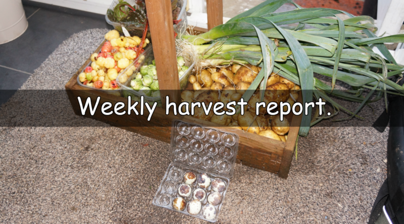 Our weekly harvest report on what has been harvested this week.