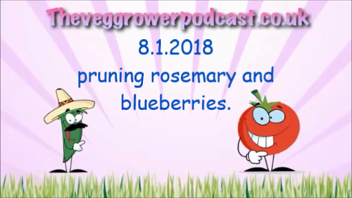 Join me in this video from the veg grower podcast where I prune my rosemary and blueberries