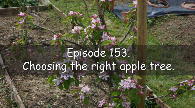 Join me in episode 153 of the veg grower podcast where I discuss choosing the right apple tree.