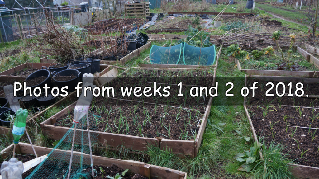 A collection of photos taken on the plots in week 1 and 2 of 2018.