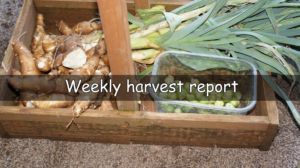 A weekly look at what I have harvested this last week.