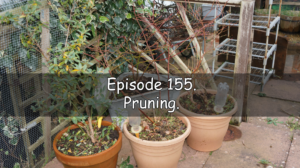 Join me in episode 155. In this week's podcast, I talk about the latest on the plots and discuss pruning.