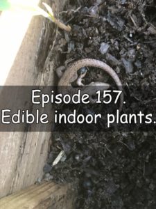 Join me in episode 157 of the veg grower podcast where I discuss my edible indoor plants and the latest on the plots.