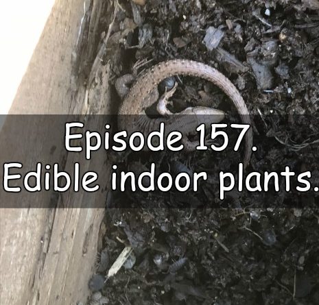 Join me in episode 157 of the veg grower podcast where I discuss my edible indoor plants and the latest on the plots.