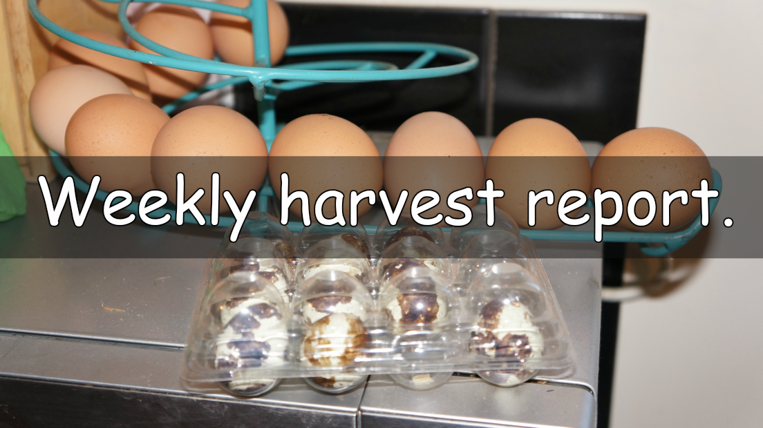It's time for the Weekly harvest report