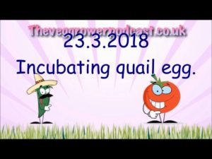 Incubating quail eggs