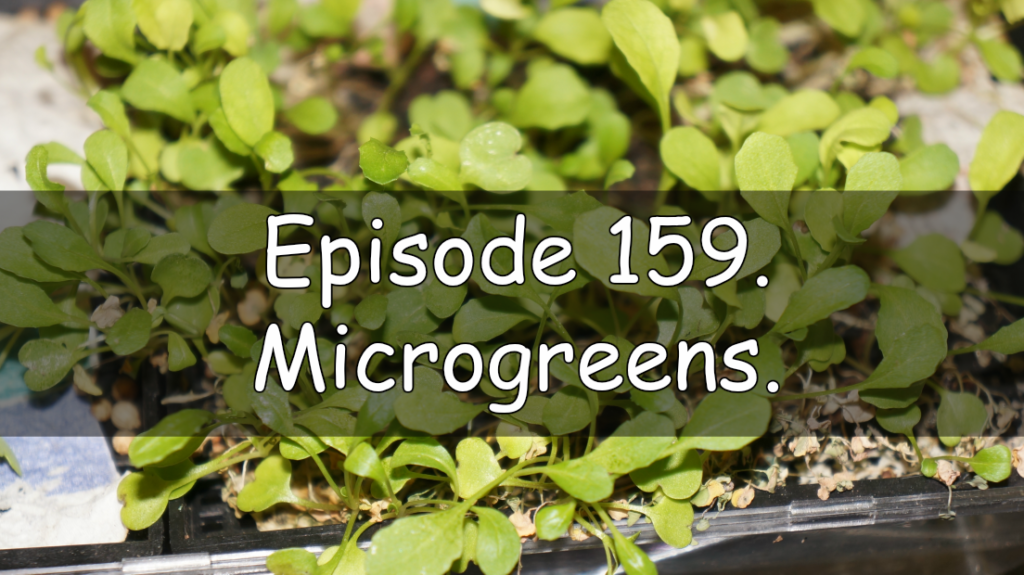 Join me in this week's podcast where I discuss how easy I find it to grow microgreens. I also share the latest on the plots.