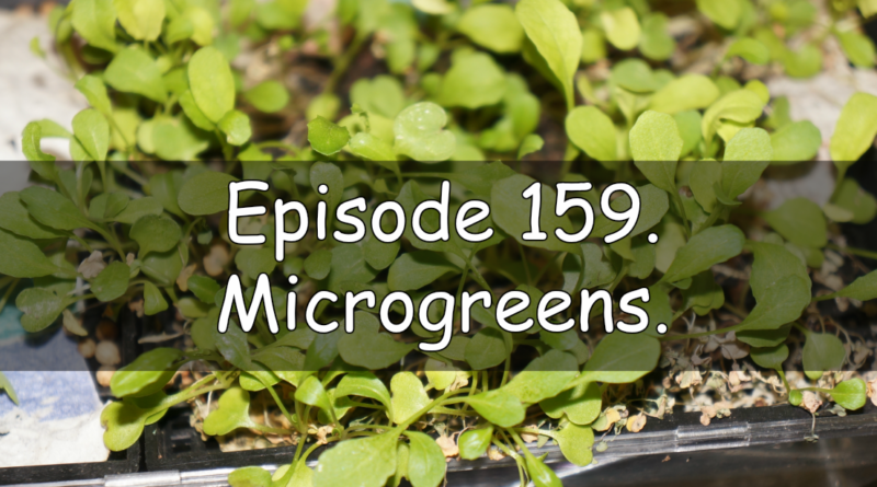 Join me in this week's podcast where I discuss how easy I find it to grow microgreens. I also share the latest on the plots.