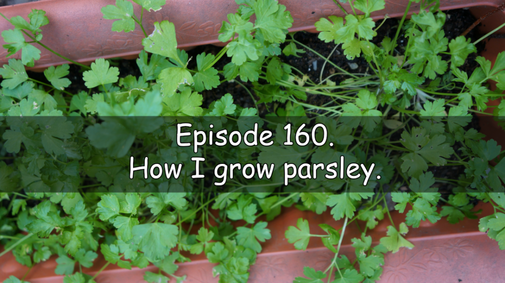 In this week's podcast, I share the latest in the allotment and vegetable patch as well as discuss how I grow parsley.