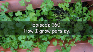 In this week's podcast, I share the latest in the allotment and vegetable patch as well as discuss how I grow parsley.