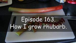 Join me in episode 163 of the veg grower podcast where I discuss how I grow rhubarb. I also discuss the latest on the plots.