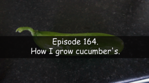 Join me in this week's vegetable growing podcast where I will be talking about how I grow cucumbers. We also cover whats been happening this week on the plots.