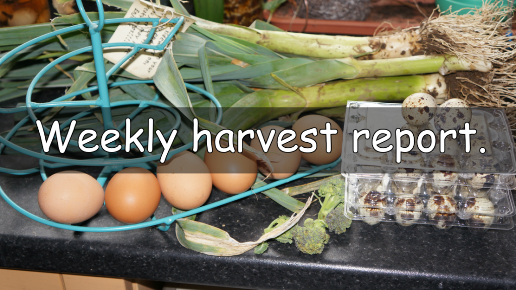 Weekly harvest report.