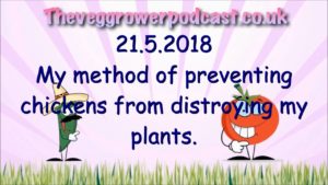 In this video from the veg grower podcast, I show my method of planting my veg plants without the chickens ruining the plants.