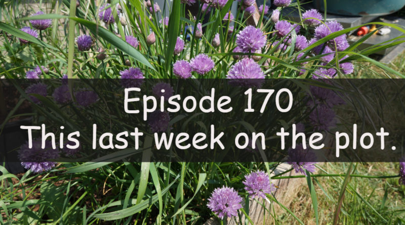 Join me for this week's podcast from the veg grower podcast. This week I am discussing this last week on the plots.