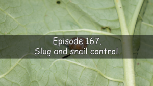 Join me in episode 167 from the veg grower podcast where I will be discussing my methods of slug and snail control as well as the diary where I discuss what been happening on the allotment and vegetable patch this last week.