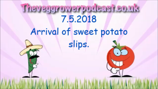 In this video episode from the veg grower podcast I have received some sweet potato slips from Sutton seeds.