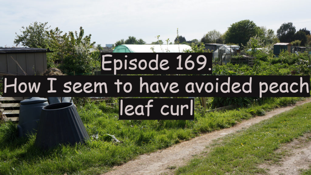 Join me for this week's podcast where I discuss how I seem to have avoided peach leaf curl so far this year. I also discuss the latest on the plots.