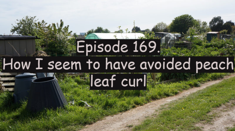Join me for this week's podcast where I discuss how I seem to have avoided peach leaf curl so far this year. I also discuss the latest on the plots.