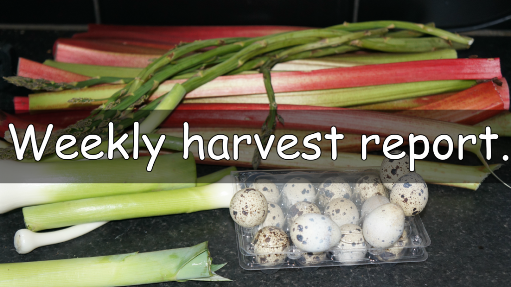 Every week I like to share a weekly harvest report. Sharing what I have harvested from my garden and allotment and how much that would of cost from a shop.