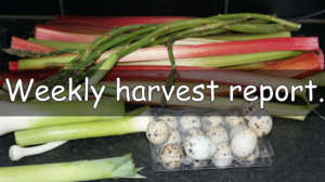 Every week I like to share a weekly harvest report. Sharing what I have harvested from my garden and allotment and how much that would of cost from a shop.