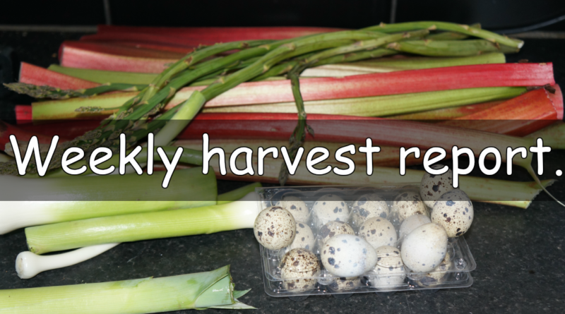 Every week I like to share a weekly harvest report. Sharing what I have harvested from my garden and allotment and how much that would of cost from a shop.