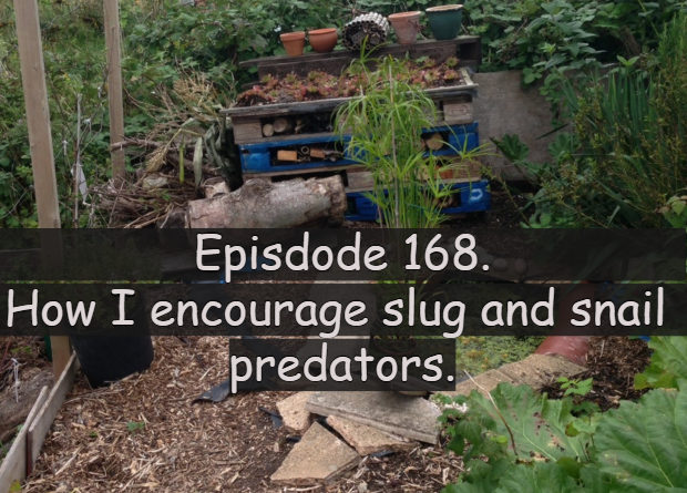 Join me in this week's podcast where I discuss how I encourage slug and snail predators into my allotment and vegetable patch.
