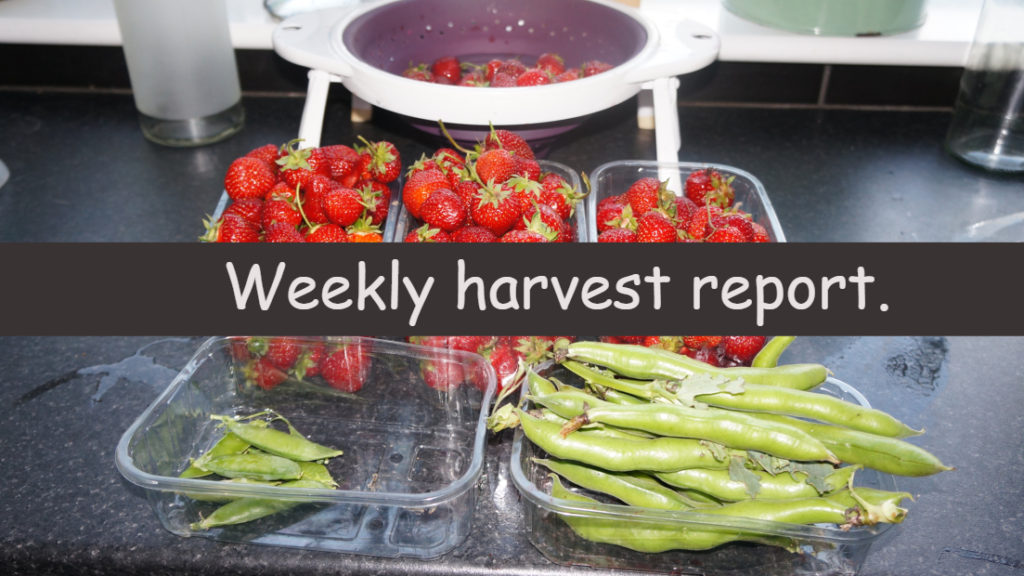 Each week I like to share a weekly harvest report where I share what I have harvested and how much that would have cost me from a shop.