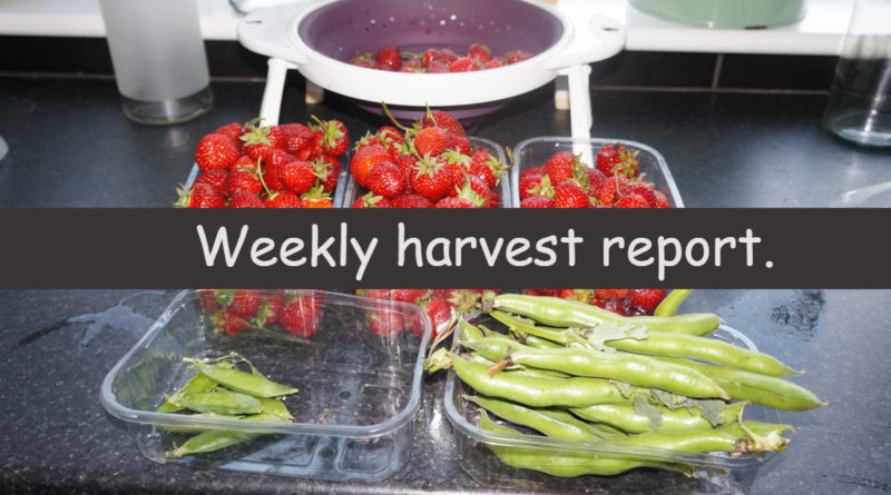 Each week I like to share a weekly harvest report where I share what I have harvested and how much that would have cost me from a shop.