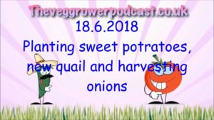 In this weeks video from the veg grower podcast I shall be showing my new quail chicks and planting out sweet potatoes.