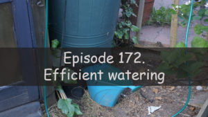 In this week's podcast, I discuss how I try to be efficient with watering my plants. I also discuss the latest on the allotment and vegetable patch.