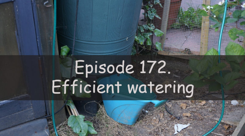 In this week's podcast, I discuss how I try to be efficient with watering my plants. I also discuss the latest on the allotment and vegetable patch.