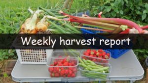 Each week I like to share the weekly harvest report. Recording and sharing what has been harvested in the last week and seeing how much that would have cost us to buy from a shop.
