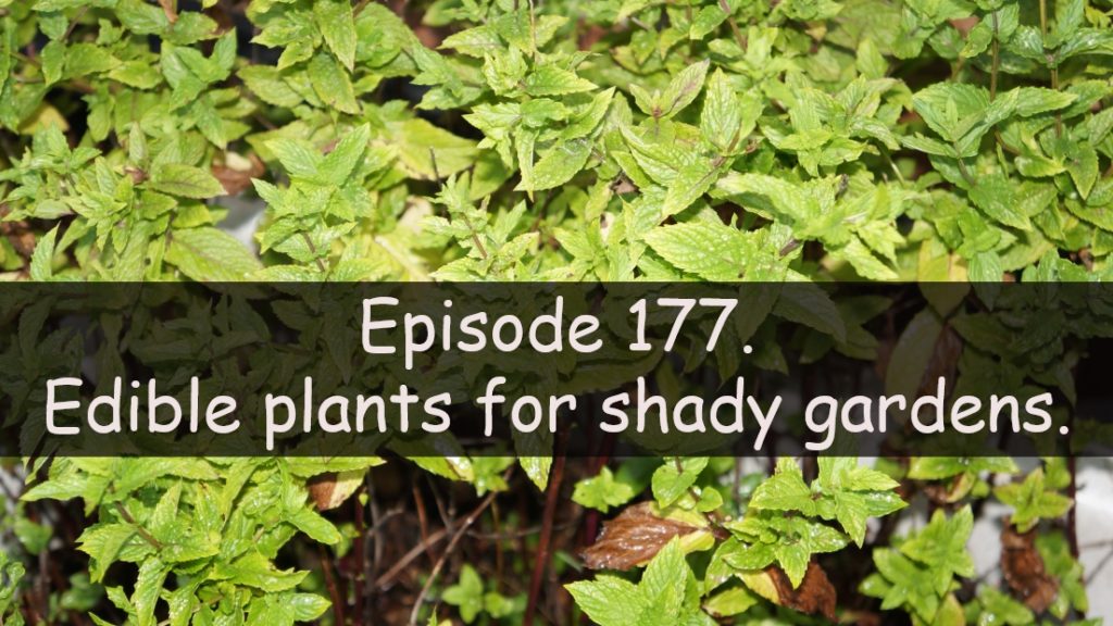 Join me in this week's podcast where I discuss a edible plants for shady gardens. I also discuss the latest on the allotment and vegetable patch.