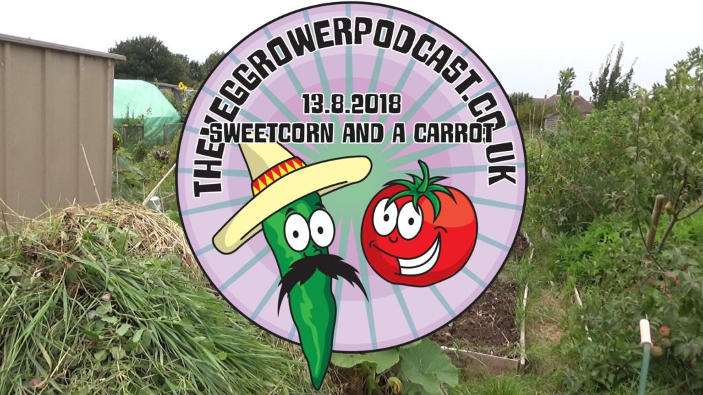 Join me in this week's video where I harvest my sweetcorn and discover a lone carrot.