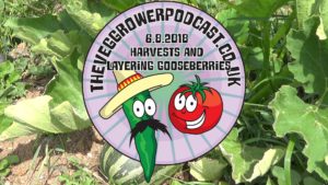 In this week's video from the ve grower podcast I have harvested lots of food as well attempting to layer gooseberries.