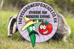 In this week's podcast a listener asks what can be done about badgers eating our veg. I also share the latest on the plots.
