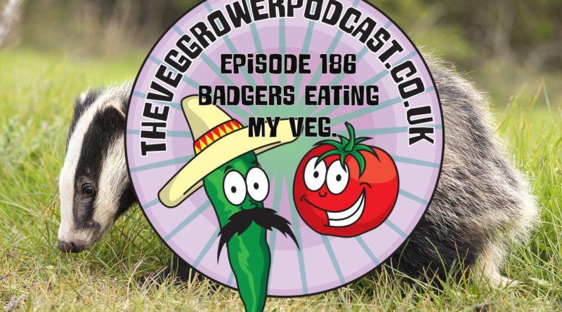 In this week's podcast a listener asks what can be done about badgers eating our veg. I also share the latest on the plots.