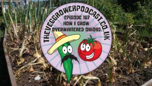 Join me in this weeks veg growing podcast where I will be discussing how I grow over-wintered onions. I also share the latest on the plots.