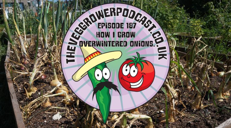 Join me in this weeks veg growing podcast where I will be discussing how I grow over-wintered onions. I also share the latest on the plots.