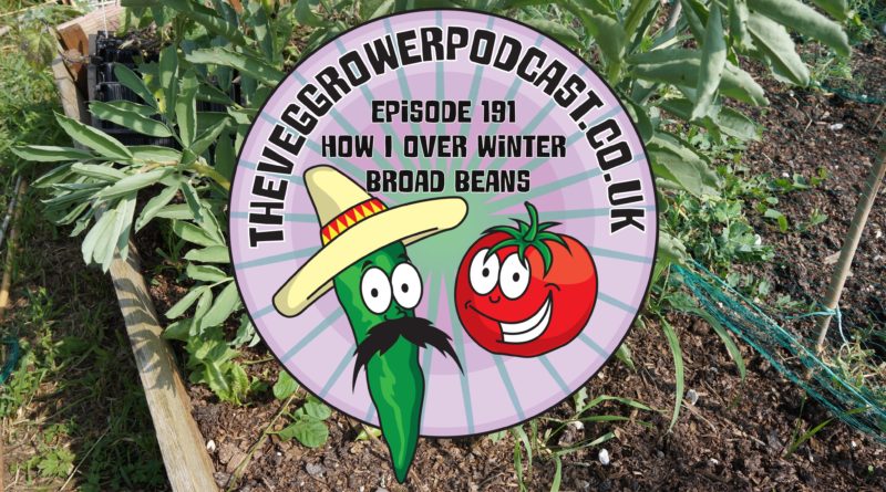 Join me in this podcast where I discuss how I over winter broad beans. I also share the latest on the allotment and vegetable patch.
