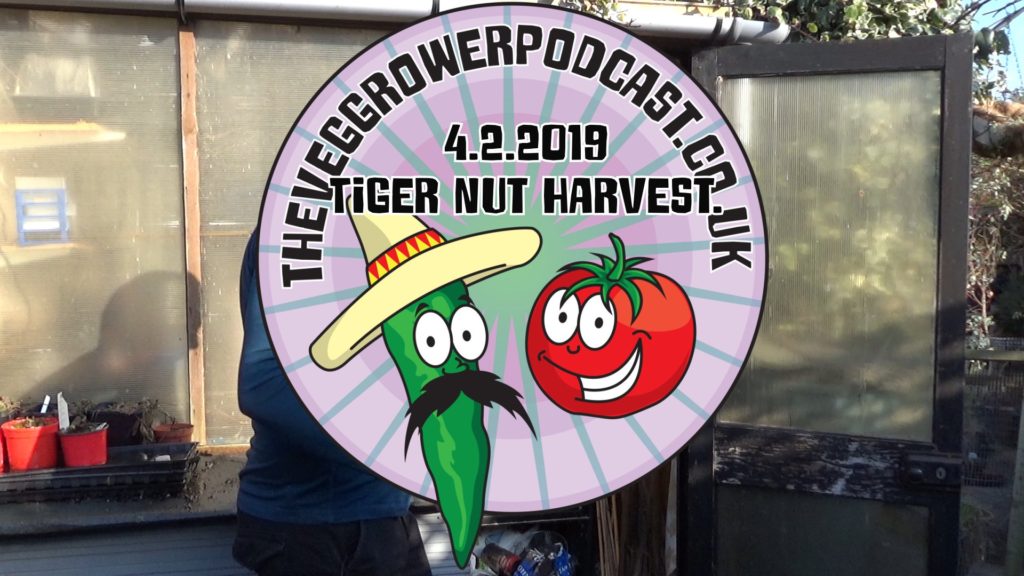 In this week's video I have finally got to harvesting my tiger nuts.