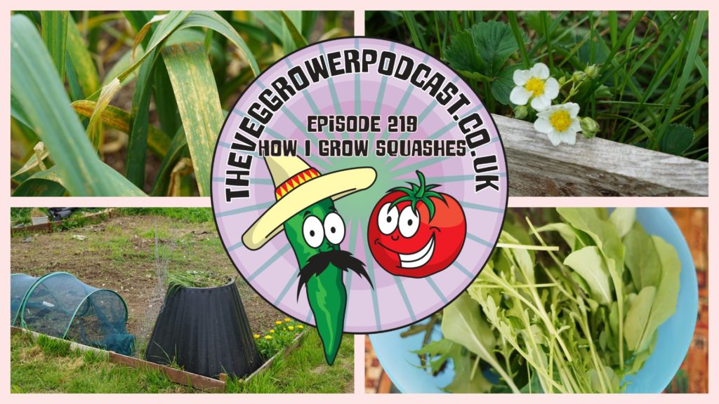 Join me in this weeks vegetable gardening podcast where I discuss how I grow squashes. I also share the latest on the plots.