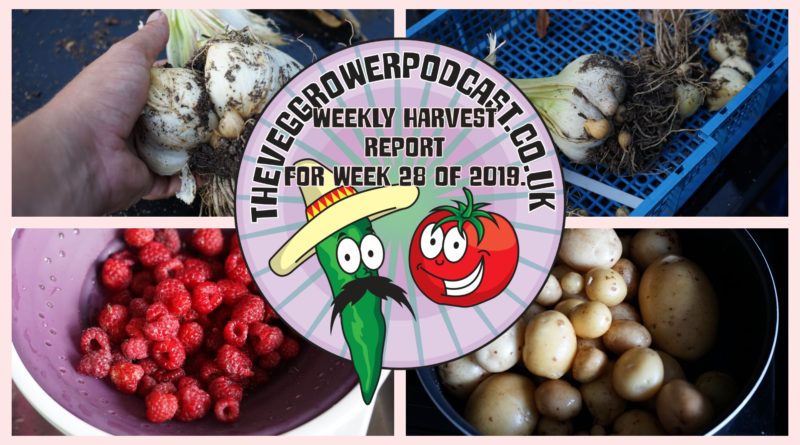 Each week I like to share my weekly harvest report. Reporting what I have harvested over the last week and how much that would have cost from a shop.
